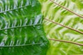 Close-up green elephant ear leaf detail