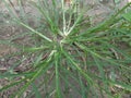 Close up green Eleusine indica Indian goosegrass, yard grass, goosegrass, wiregrass, crow foot grass, lulangan. This plant is a Royalty Free Stock Photo