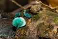 Green Elfcup - Chlorociboria aeruginascens