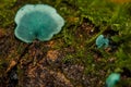 Green Elfcup - Chlorociboria aeruginascens