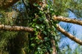 Close-up of green English ivy Hedera helix, European ivy climbed up trunk of Pitsunda pine Pinus brutia pitiusa.