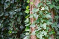 Close-up green English ivy Hedera helix, European ivy on pine trunk. Original texture of natural greenery. Background of elegant Royalty Free Stock Photo