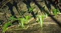 Close-up green English ivy Hedera helix `Sagittaefolia`. Original texture of natural greenery graceful thin arrow-shaped leaves Royalty Free Stock Photo