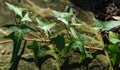 Close-up green English ivy Hedera helix `Sagittaefolia`. Original texture of natural greenery graceful thin arrow-shaped leaves Royalty Free Stock Photo