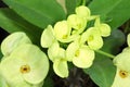 The close up of green Euphorbia milli Desmoul