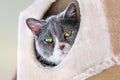 Close up of green eyed cat looking down from inside a box Royalty Free Stock Photo