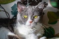 Close up of green eyed cat, with white and gray fur, looking at the camera; natural sunlight coming from the left side Royalty Free Stock Photo