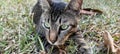 Close up of green eyed gray cat sitting in the grass.