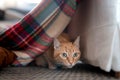 Close-up. Green-eyed tabby cat hiding under blanket is ready to attack Royalty Free Stock Photo