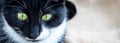 Close-up of the green eyes of a black and white cat.Space for your text Royalty Free Stock Photo