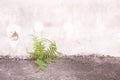 Green fern growing in old concrete floor and wall background Royalty Free Stock Photo