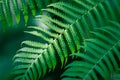 Close-up green fern leaf, beautiful pattern, selective focus, texture botany, complex Royalty Free Stock Photo