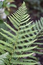 Fern leaf Royalty Free Stock Photo