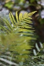 Fern leaf Royalty Free Stock Photo