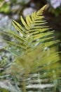 Fern leaf Royalty Free Stock Photo