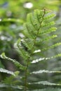 Fern leaf Royalty Free Stock Photo