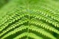 Close up green Fern leaf nature abstract background Royalty Free Stock Photo