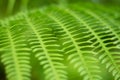 Close up green Fern leaf nature abstract background