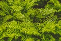 Close up green Fern leaf nature background Royalty Free Stock Photo