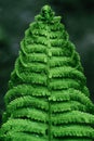 Close-up of green fern leaf Royalty Free Stock Photo