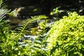 Close up green Fern leaf with water background. Fern leaves pattern background. Tropical green leaf  texture Royalty Free Stock Photo