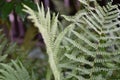 Fern leaves Royalty Free Stock Photo