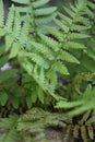 Fern leaves Royalty Free Stock Photo