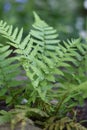 Fern leaves Royalty Free Stock Photo