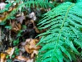 Close-up of green fern leaves in a forest setting Royalty Free Stock Photo
