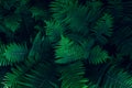 Natural floral fern leaves Royalty Free Stock Photo