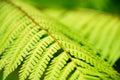 Close-up Green Fern leaves for nature background