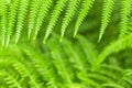 Green Fern Leaves in Blurred Natural Background Royalty Free Stock Photo