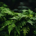 a close up of green ferns on a dark background