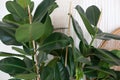 Close up of green ficus plant, minimalistic style. Ficus elastica plantrubber tree with white background. Rubber fig`s big smoot Royalty Free Stock Photo