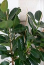 Close up of green ficus plant, minimalistic style. Ficus elastica plantrubber tree with white background. Rubber fig`s big smoot