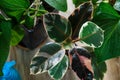 Close-up of green ficus tree with big bright leaves in the pot after repotting next to other plants on the table. Royalty Free Stock Photo