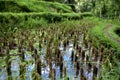Close up rice green field in water, Asia paddy field in Bali,Indonesia