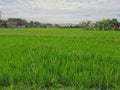 Close up green fields rice field countryside with clouds and sky view and tiny village houses Royalty Free Stock Photo