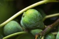 Close up green figs with rain drops growing ripening on tree branch in garden. Summer fruits berries agriculture gardening Royalty Free Stock Photo