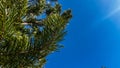 Close-up of green fir trees against blue sky on sunny day. Pine tree forest wallpaper with copy space. Conifer forest Royalty Free Stock Photo
