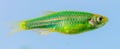 Close up of green fish on a blue background