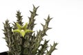 Close up Huernia succulent plants isolate on white background.