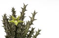 Close up Huernia succulent plants isolate on white background.