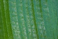 Close-up of green flower leaf with many small water dew drops. Pattern Royalty Free Stock Photo