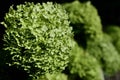 Close-up of a green, flowering panicle hydrangea Hydrangea paniculata growing along a fence, against a dark background