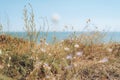 Close up of green flowers in front of blue sea Royalty Free Stock Photo