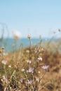 Close up of green flowers in front of blue sea Royalty Free Stock Photo