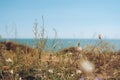 Close up of green flowers in front of blue sea Royalty Free Stock Photo