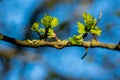 Close-up with a green foliag Royalty Free Stock Photo