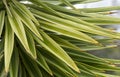 Close-up green Foliage of Aloe Yucca Bordered Yucca Aloifolia Marginata or Spanish bayonet dagger. Ornamental plant